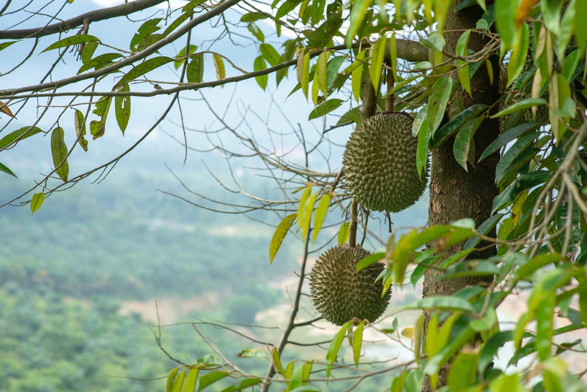 Real Black Thorn durians growing on a mature tree in Penang