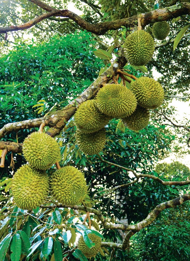 Real D24 durians growing in clusters on an old Malaysian durian tree