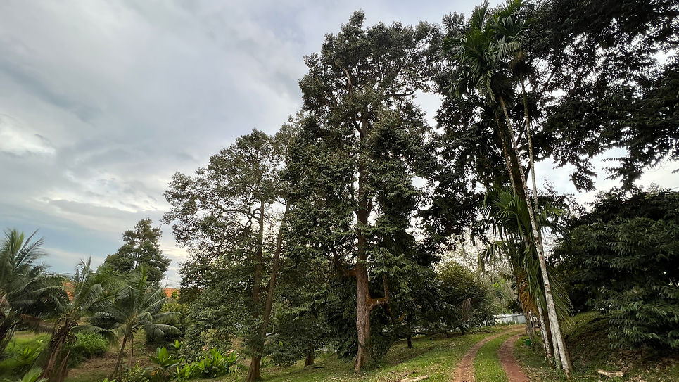 Natural durian orchard in Segamat, Johor