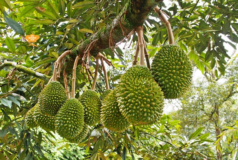 Real Musang King durians hanging from a tree in a Malaysian orchard
