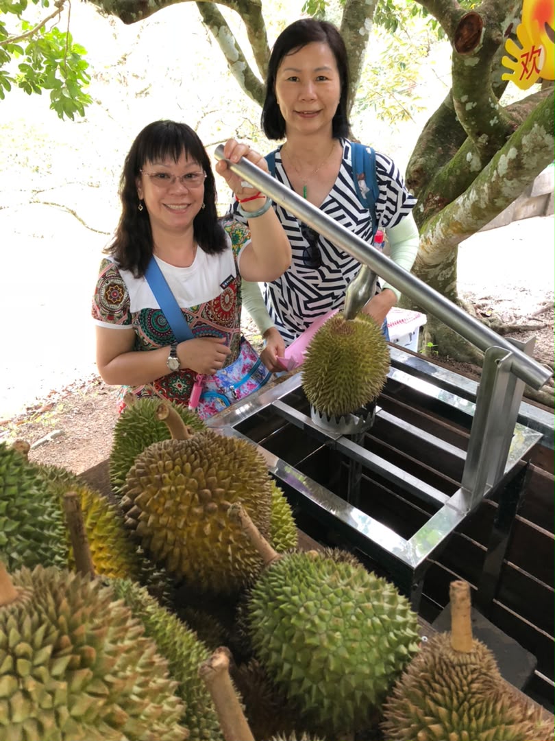 Guests selecting fresh durians at the orchard
