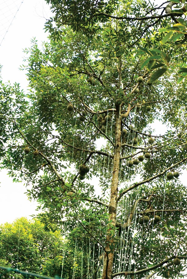 Real Red Prawn durian orchard in Penang with fruits tied on a mature tree