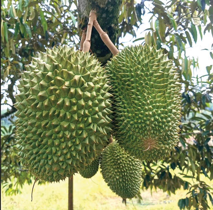 Real D160 Tekka durians hanging in clusters from a Malaysian tree
